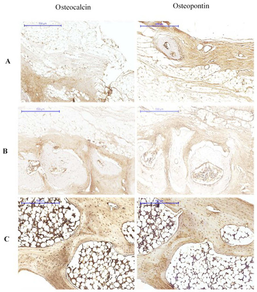 Immunohistological results at 12 weeks for (A) Group I, (B) Group II (C) Group III.