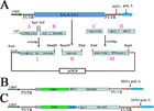 A highly pathogenic porcine reproductive and respiratory syndrome virus ...