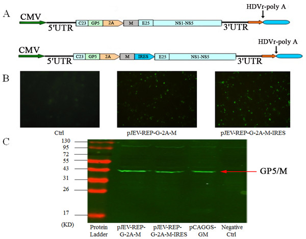 Expression of PRRSV GP5/M protein in JEV replicons.