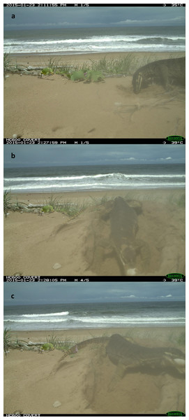 The photos of a yellow-spotted goanna opening and consuming eggs from a loggerhead turtle nest.