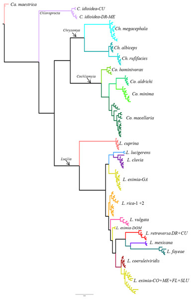 Bayesian tree based on ITS2 dataset including 158 specimens.