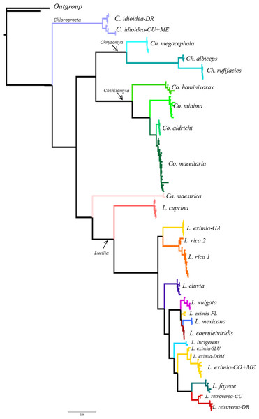 Bayesian tree based on the concatenate dataset including 137 specimens.