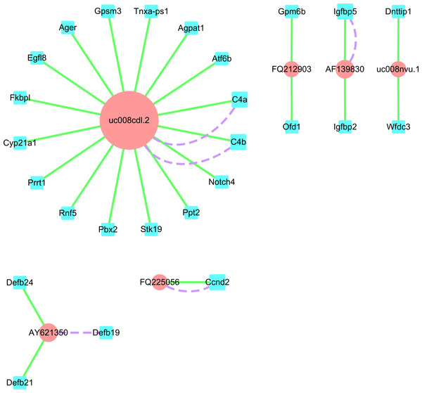 LncRNA-mRNA network.