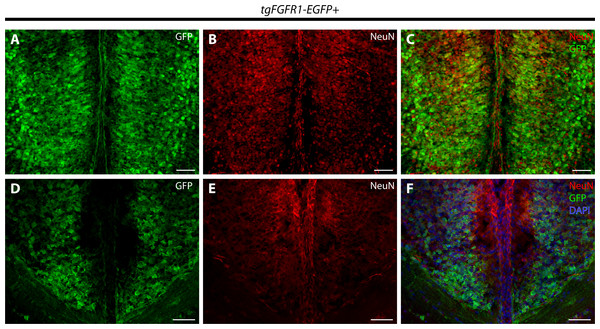Fgfr1 is expressed in NeuN+ neurons of the cingulate cortex at P0.5.