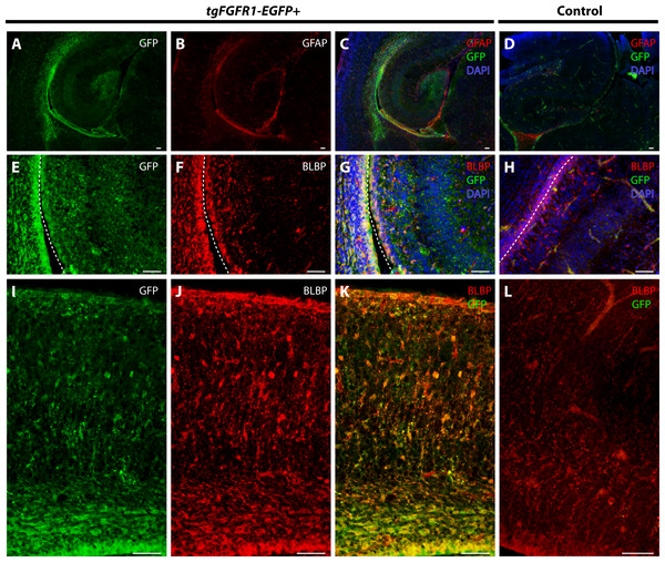Fgfr1 is expressed in BLBP+ cells in the hippocampus and cortex at P0.5.