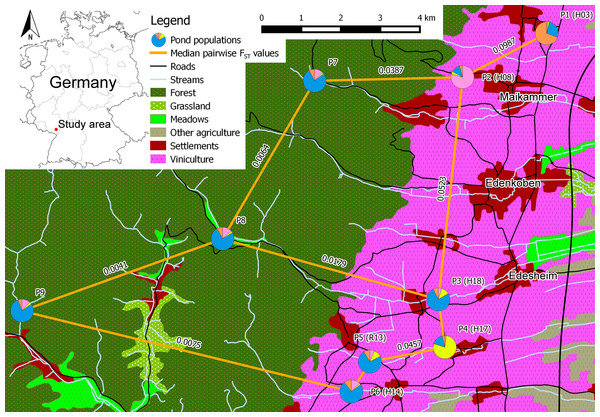 Schematic overview of the core study area in southern palatinate between “Neustadt an der Weinstraße” (north of P1) and “Landau in der Pfalz” (south of P6) with median pairwise FST values for selected pond population pairs.