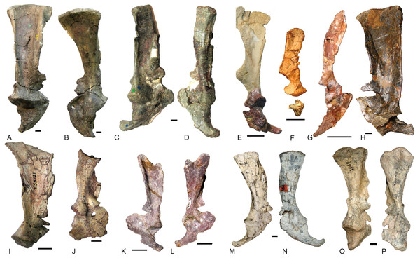 Scapulocoracoids of various cynodonts.