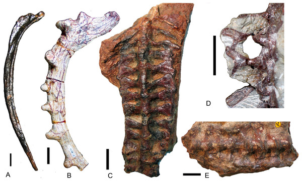 Different types of ribs in Traversodontidae.