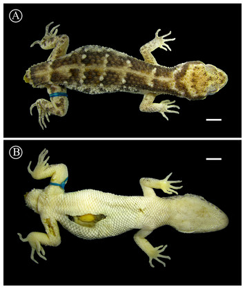 Taxonomic analysis of Paraguayan samples of Homonota fasciata Duméril ...