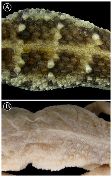 Detailed view of dorsal scales.
