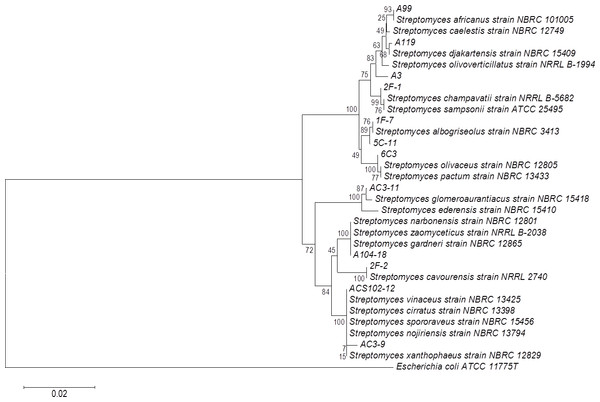 Phylogenetic tree for actinomycete strains producing PLA activity by neighbor joining analysis based on their 16S rRNA gene sequences.