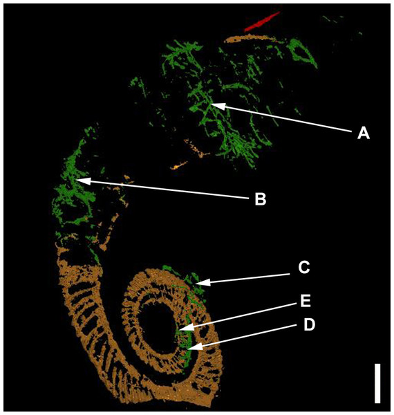 The ammonoid (brown), the epicoles (green) and the orthoconic nautiloid (red) in the 3D-model.
