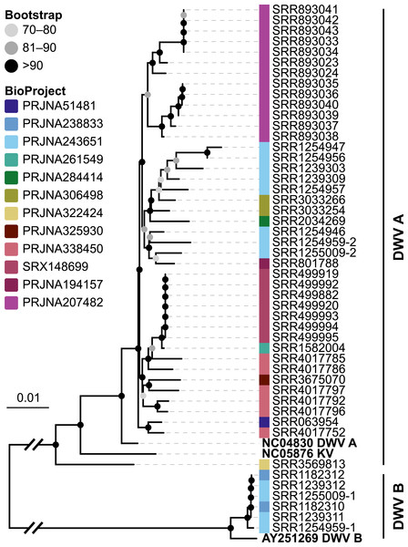 Phylogeny of DWV sequences extracted from Apis RNA sequencing libraries.