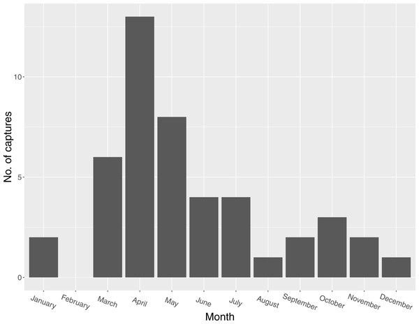 Seasonal distribution of captures of Mangrove Cuckoos (Coccyzus minor) (n = 46) in southwest Florida during 2012–2015.