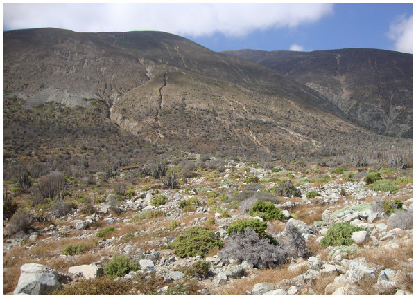Type locality and habitat of Scutalus chango sp. n.: under boulders at foothills of the Chilean Coastal Range (SE view), north of Paposo, Región de Antofagasta, northern Chile.