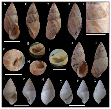 A new terrestrial snail species (Gastropoda: Bulimulidae) from the ...