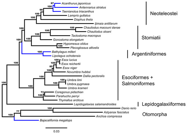 Phylogenetic tree from fifty-three ultraconserved element (UCE) loci generated in a concatenated framework with RAxML.
