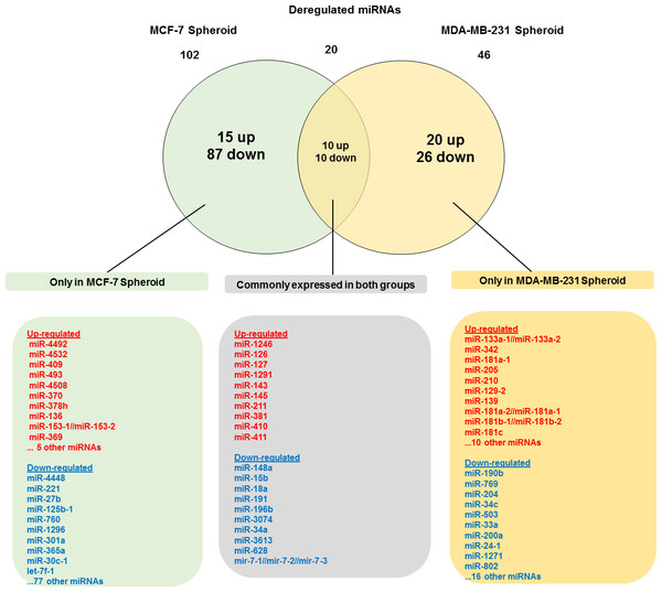 Venn diagram analysis showing the number of differentially expressed miRNAs that are unique and commonly expressed in MCF-7 and MDA-MB-231 spheroids.