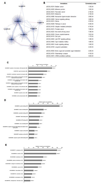 The network, pathway analysis and functional annotation by GO for predicted miRNAs targets exclusively expressed in MCF-7 spheroid-enriched CSCs cells.