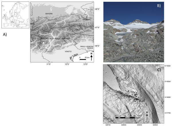 (A) Location of the study area (triangles), (B) image of the glacier foreland in 2011, and (C) a map of how the glacier has retreated from 1945 (external isochrones) to 2006 (date of the digital terrain model used as a base map), with the positions of the 46 1 m × 1 m-plots (black dots).