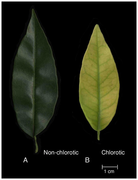 Visual symptoms of Fe-chlorosis in the fully expanded leaves of ‘Navelina’ orange trees grafted on (A) non-chlorotic (030146) and (B) chlorotic (030122) rootstocks.