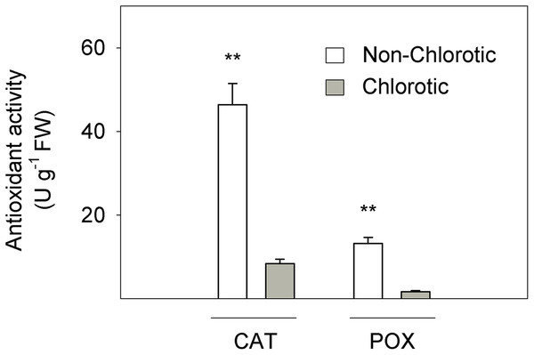 Catalase (CAT) and peroxidase (POX) activities (in U g−1 FW) measured in the non-chlorotic and chlorotic fully expanded leaves of ‘Navelina’ orange trees.