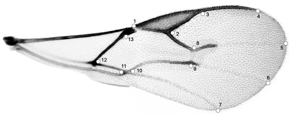 Right forewing of Aphidius ervi; set of 13 specific landmarks.