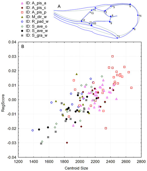 (A): Figure of forewing shape changes in A_pis_p biotype. The blue line represents the largest wing shape analyzed, while the gray line represents the average wing shape. (B): The regression results of the centroid size (CS) and PC scores (permutation test against the null hypothesis of independence, P-value: <0.0001).