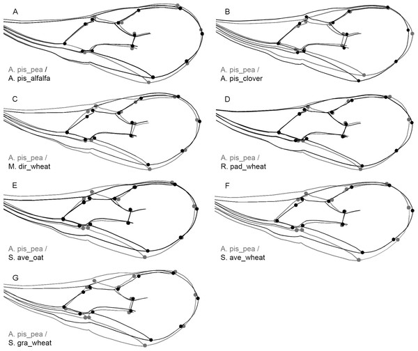 Outline-based comparison of the wing shape between the biotype A. pis_pea and the rest of the seven biotypes: Acyrthosiphon pisum wing shape from pea (A. pis_pea) was compared to A. pisum from alfalfa (A. pis_alfalfa) (A), to A. pisum from red clover (A. pis_clover) (B), to Metopolophium dirhodum from wheat (M. dir_wheat) (C), to Rhopalosiphum padi from wheat (R. pad_wheat) (D), to Sitobion avenae from oat (S. ave_oat) (E), to Sitobion avenae from wheat (S. ave_wheat) (F) and to Schizaphis graminum from wheat (S. gra_wheat) (G).