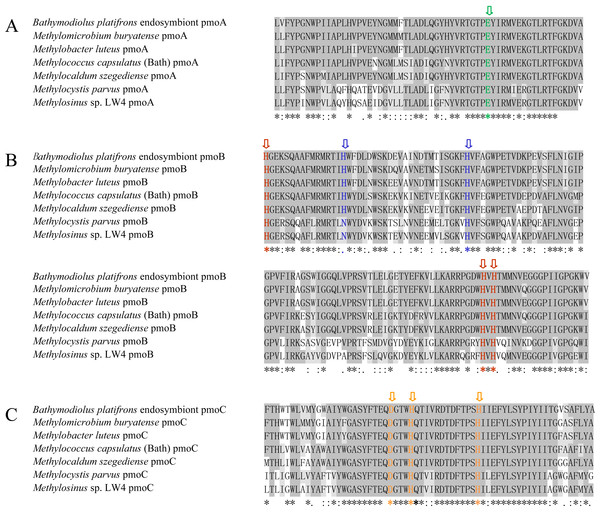 Amino acid sequence alignment of pmoA (A), pmoB (B) and pmoC (C) in B. platifrons endosymbiont compared to representative sequence from other methanotrophic bacteria.