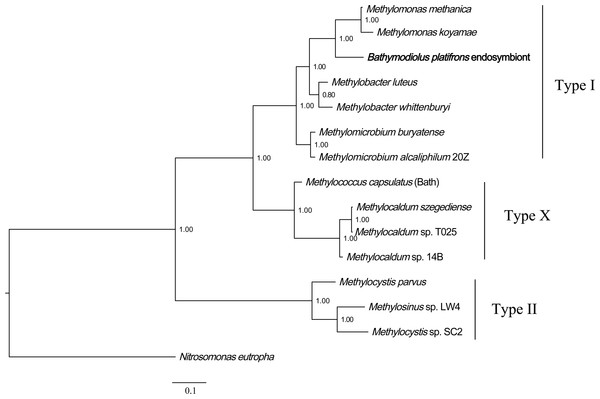 Phylogenetic reconstruction of methane monooxygenase based on Bayesian analysis of protein sequences.