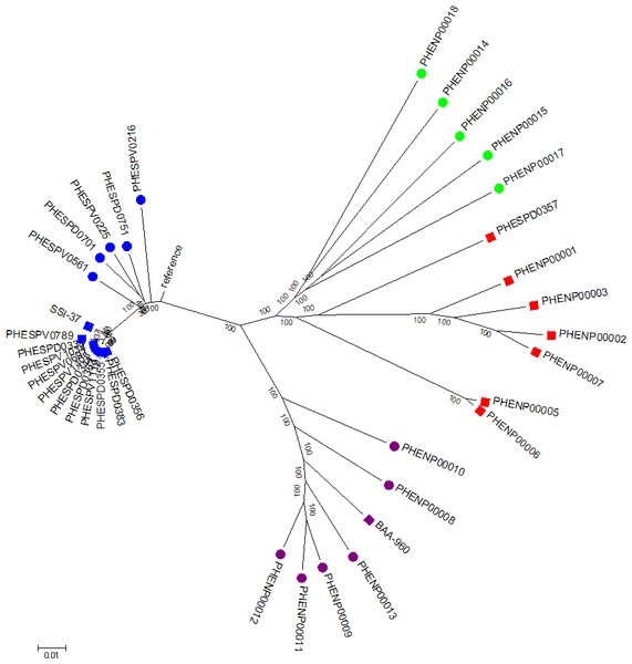 Whole genome SNP analysis maximum likelihood tree (RAxML bipartition) of study set isolates using the acapsular R6 reference.