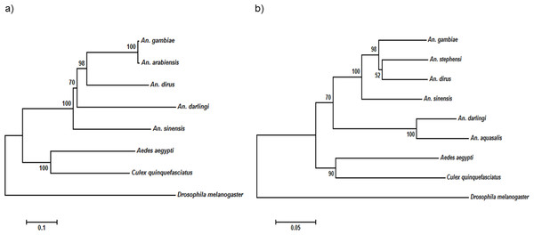 Phylogenetic tree of (A) TEP1 gene and (B) NOS gene.