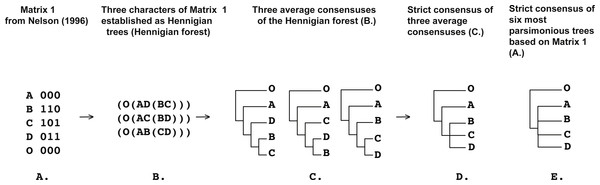 (A) Matrix 1 modified from Nelson (1996: p. 1) (Nelson, 1996; Williams & Ebach, 2005); (B) three conflicting characters of Matrix 1 from Nelson (1996: p. 1) (A) (see also Williams & Ebach, 2005) established as a Hennigian trees; (C) three average consensuses of the forest (B) of the score zero and their strict consensus (D); (E) strict consensus of six most parsimonious trees of the length equal to five (CI = 0.6000, RI = 0.3333) based on the Matrix 1 from Nelson (1996: p. 1). All six trees were a posteriori rooted relatively taxon O.