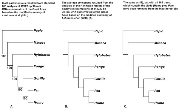 (A) Tree resulted the standard MP analysis of the 98-loci supermatrix of the Great Apes (Hominidae, Primates, Mammalia) constructed using the modified summary of Lehtonen et al. (2011) (see “Materials and Methods” for the details) and a posteriori rooted relatively Papio (length = 12,092, CI = 0.7877, RI = 0.5597); 34,022 characters are constant, and the number of the parsimony-informative characters is equal to 4,311. MP BS values are provided below branches. The only characters with non-ambiguous value of the outgroup (Papio) have been saved within concatenated alignment; (B) the average consensus tree of the score 0.00084 resulted the analysis of the Hennigian forest of the 5,507 trees derived from the binary representation of the 98-loci supermatrix of the Great Apes (Hominidae, Primates, Mammalia) (see “Materials and Methods” for the details); Papio is assumed to be the best all-plesiomorphic group. “Additional…” FORESTER’s output tree file (see “Materials and Methods” for the details) selected for future analyses; (C) the average consensus tree of the score 0.00090 resulted the analysis of the Hennigian forest of the 5,339 trees derived from the modified binary representation of the 98-loci supermatrix of the Great Apes (Hominidae, Primates, Mammalia) (see 6.I. and “Materials and Methods” for the details), but with all 168 trees, which contain the clade (Homo plus Pan) have been removed from the input forest. “Additional…” FORESTER’s output tree file (see “Materials and Methods”) selected for future analyses.