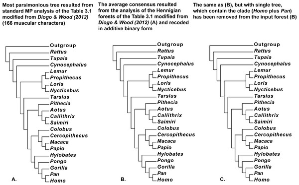 (A) Tree resulted standard MP analysis of modified Table 3.1 with 166 muscular characters of Primates (Mammalia) and Rattus (Mammalia, Rodentia, Muridae) from Diogo & Wood (2012: p. 121), a posteriori rooted relatively added artificial all-zero taxon (length = 307, CI = 0.5700, RI = 0.7295). 50 characters are parsimony-uninformative, and the number of the parsimony-informative characters is equal to 116. All multistate characters (60, 68, 124, 129, 136, 138, 149, and 162) have been treated as ordered; (B) the average consensus tree of the score 23.83826 resulted the analysis of the Hennigian forest of the 123 trees derived from the Table 3.1 modified from Diogo & Wood (2012: p. 121) with all multistate characters recoded in additive binary form; (C) the average consensus tree of the score 23.84628 resulted the analysis of the Hennigian forest of the 122 trees derived from complete Table 3.1 modified from Diogo & Wood (2012: p. 121) with all multistate characters recoded in additive binary form, but with the single tree with the clade (Homo plus Pan) has been removed from the input forest.