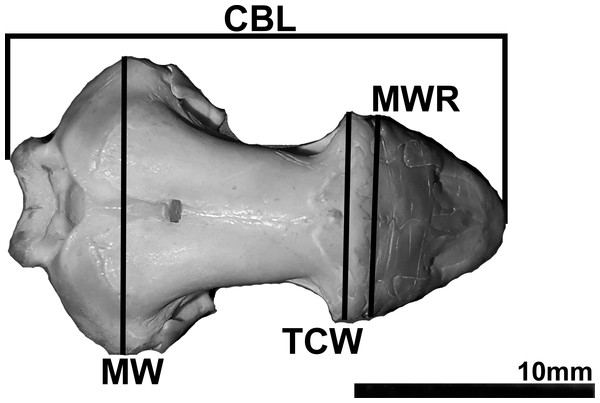 Photography of the dorsal view of a Leposternon microcephalum skull showing the measures taken.