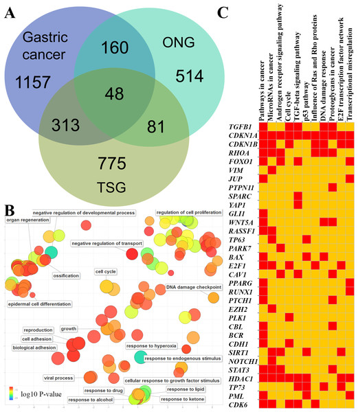 GC-implicated genes with tumor suppressor and oncogene roles.