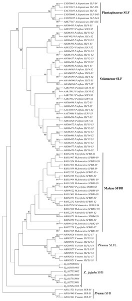 Phylogenetic analysis of the S locus-linked F-box genes from different taxa exhibiting S-RNase-based GSI and seven F-box genes of Ziziphus jujuba located in the same chromosome with the S-RNase gene.