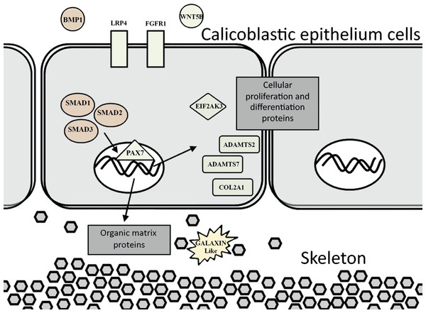 Proposed model for calicoblastic cells exhibiting cellular Wnt and TGF- β pathways during daytime calcification process.