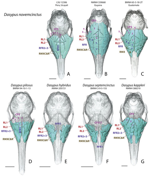 Dorsal views of virtually reconstructed Dasypus skulls with internal paranasal sinuses.