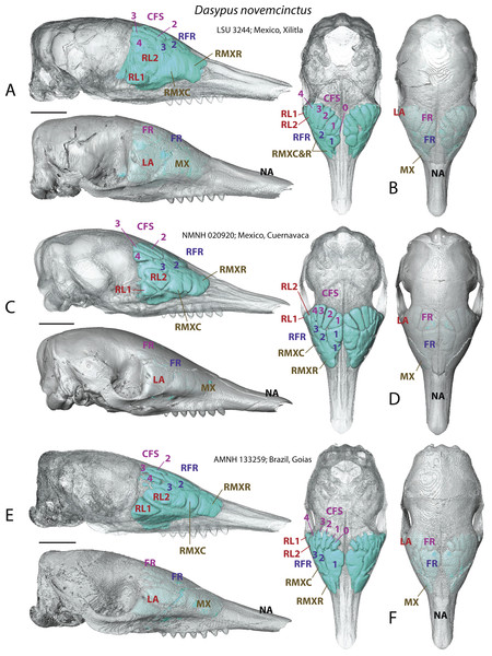 Paranasal sinuses and recesses in juvenile individuals of Dasypus novemcinctus, virtual reconstructions of skulls in lateral (A, C, E) and dorsal views (B, D, F), with and without bone transparency.