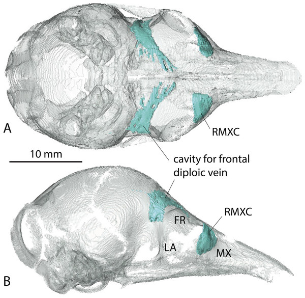 Virtual reconstruction of the skull of the stillborn specimen AMNH 33150, Dasypus novemcinctus, with bone transparency leaving the caudal maxillary recess and cavity for the frontal diploic vein apparent.