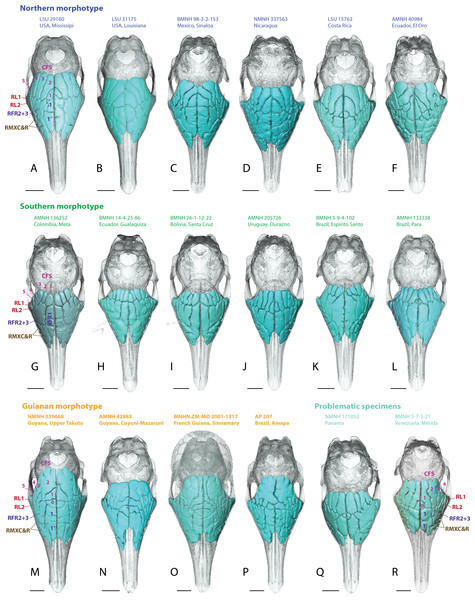 Dorsal views of virtually reconstructed skulls of adult specimens of Dasypus novemcinctus clustered by morphotypes of paranasal anatomy as described in the text.