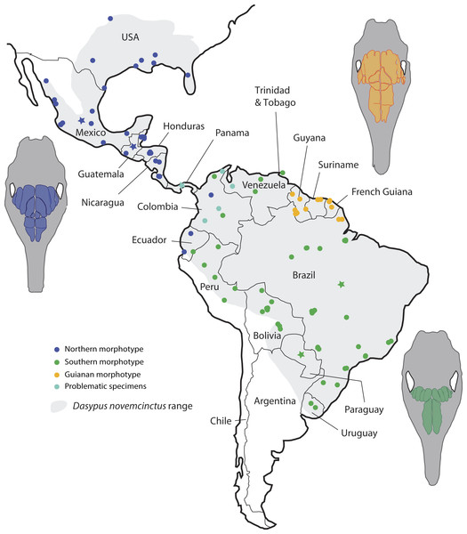 Summary map showing the geographical distribution of nine-banded armadillo specimens (Dasypus novemcinctus) investigated in this study and their attribution to a paranasal morphotype.