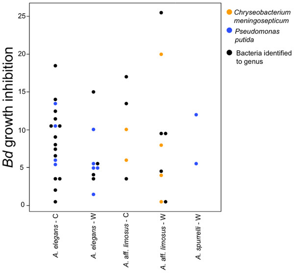 Bacteria isolated from wild and captive animals did not differ in the extent of Bd inhibition.