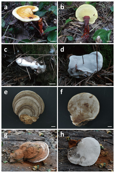 Basidiocarps of Ganoderma; G. sichuanense (A–B), G. cf. adspersum (C–D), G. cf. applanatum (E–F), and G. cf. gibbosum (G–H).