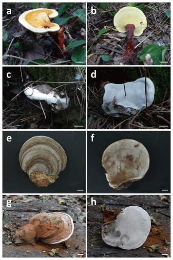 Taxonomic evaluation of selected Ganoderma species and database ...