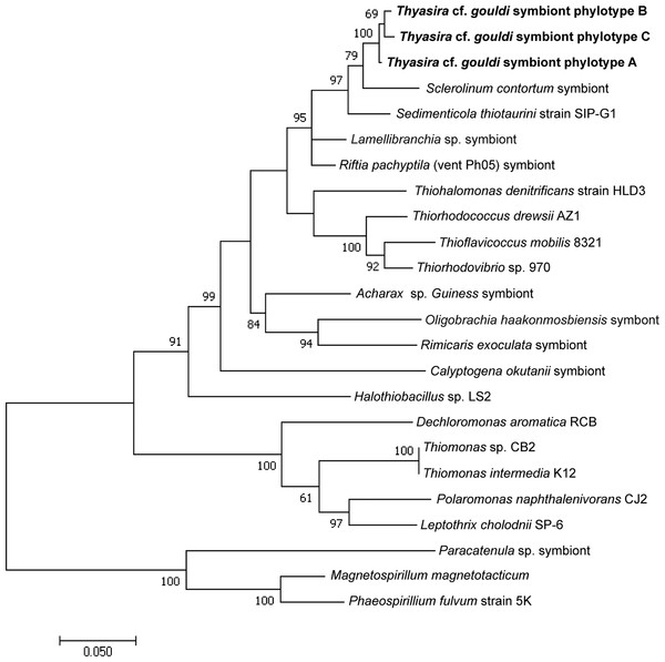 16S rRNA Maximum Likelihood phylogenetic tree.