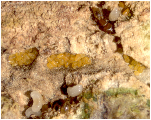 Dense aggregations of adult Morganella conspicua, ant workers and scattered ant larvae.